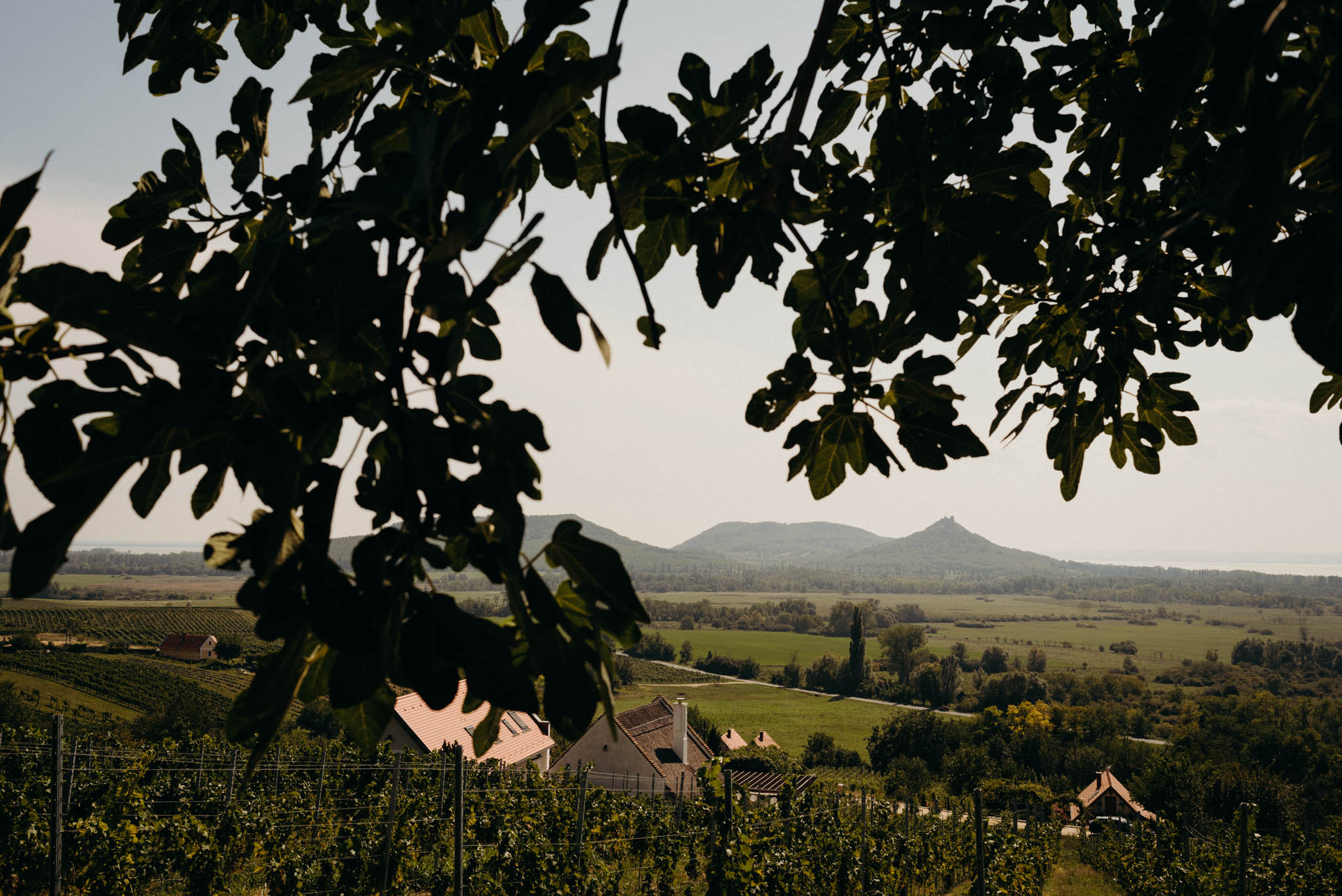 mg gabi es gabor editorial