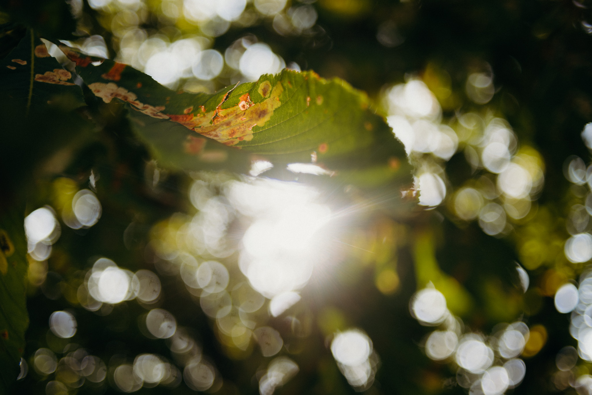 mg gabi es gabor editorial